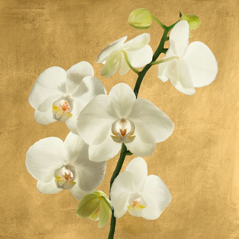 Orchids on a Golden Background II art print by Andrea Antinori for $57.95 CAD
