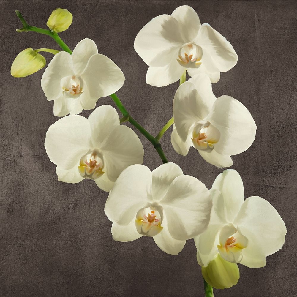 Orchids on Grey Background I art print by Andrea Antinori for $57.95 CAD