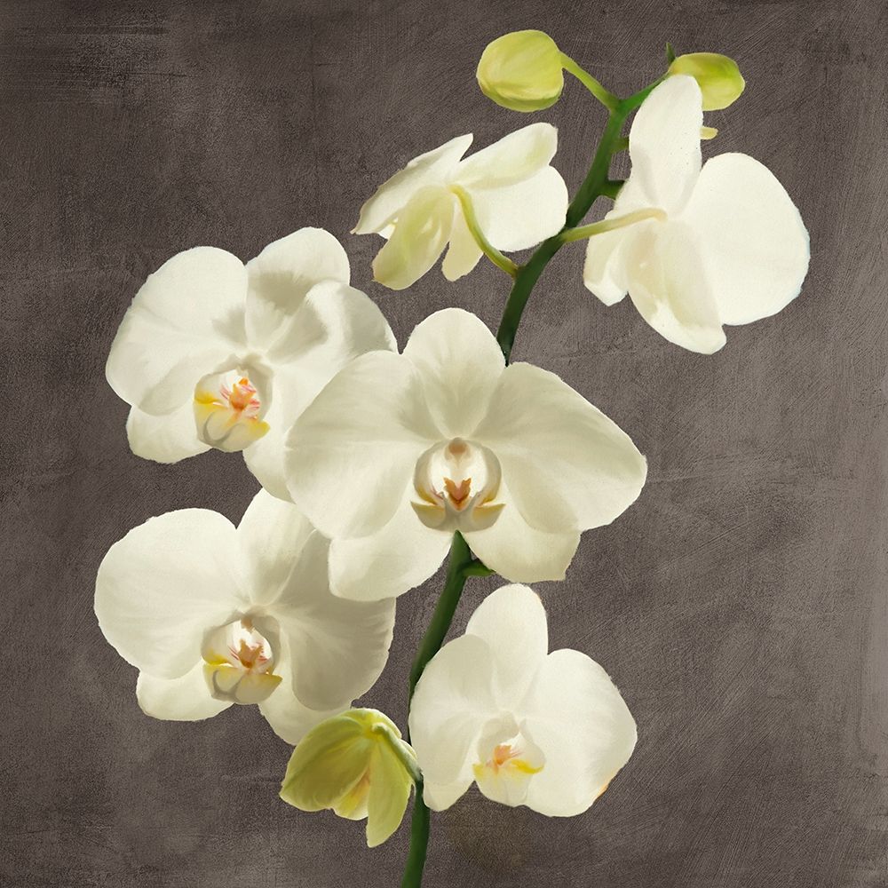 Orchids on Grey Background II art print by Andrea Antinori for $57.95 CAD