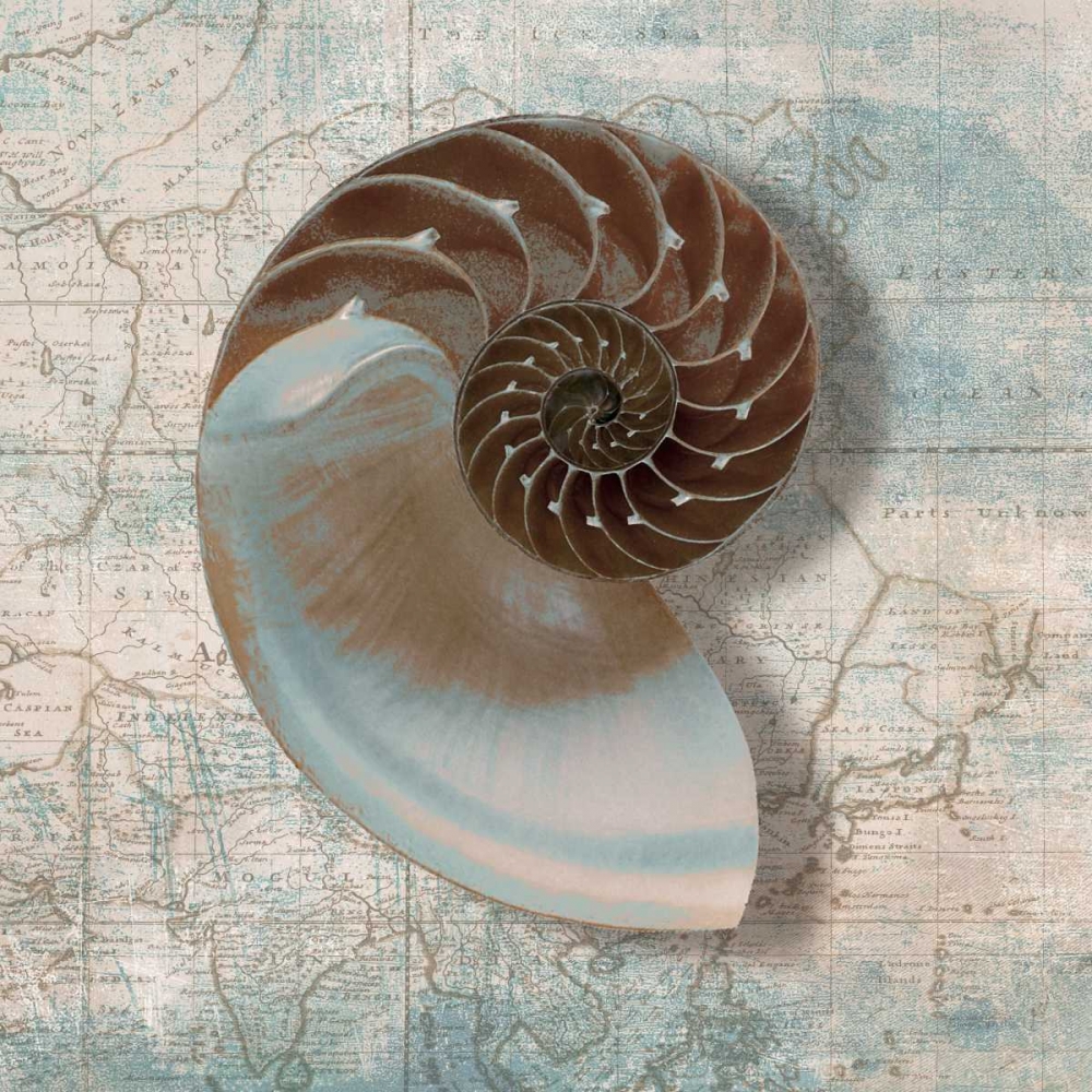Nautilus art print by Ted Broome for $57.95 CAD