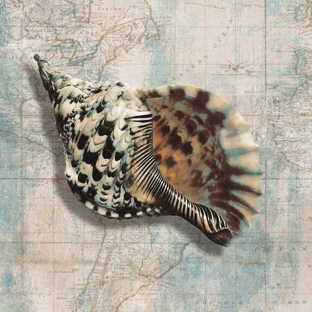 Sea Shell art print by Ted Broome for $57.95 CAD