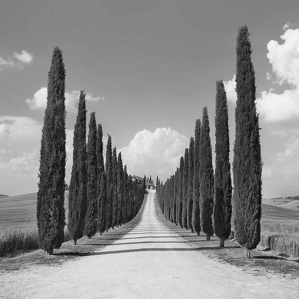 Cypress alley- San Quirico dOrcia- Tuscany (detail) art print by Frank Krahmer for $57.95 CAD