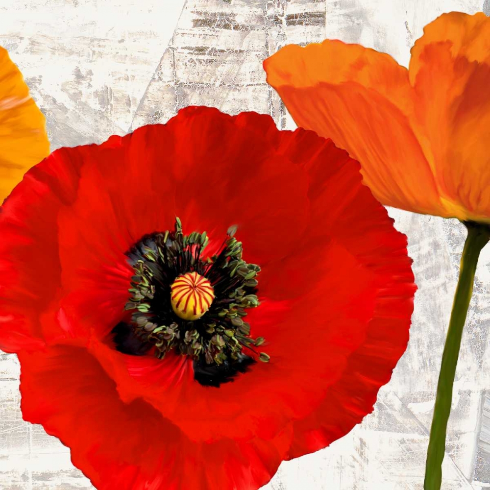 Summer Poppies III art print by Jenny Thomlinson for $57.95 CAD