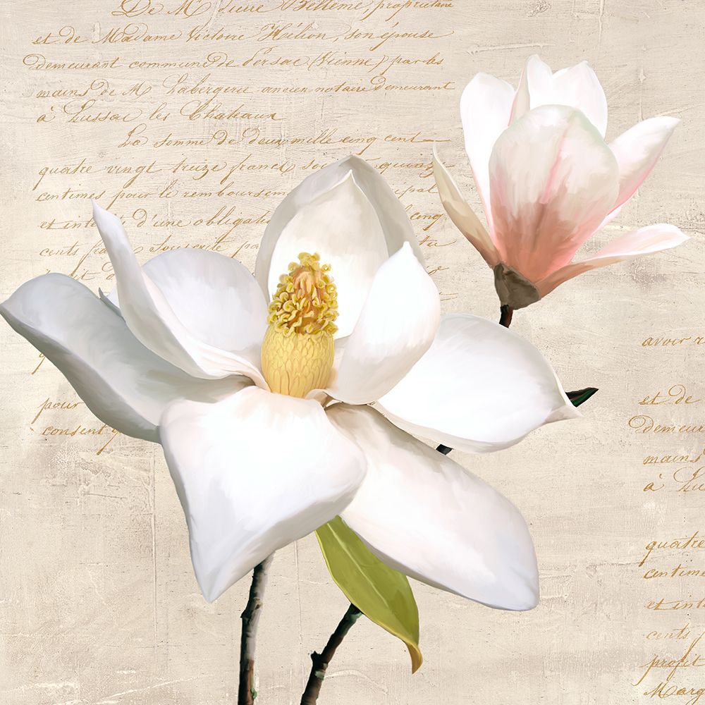 Ivory Magnolia_I art print by Luca Villa for $57.95 CAD
