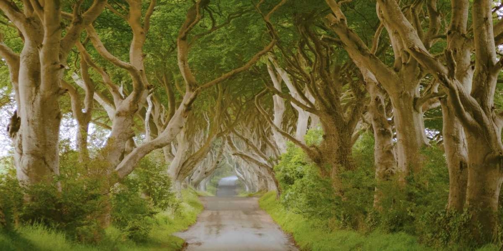 The Dark Hedges, Ireland art print by Pangea Images for $57.95 CAD