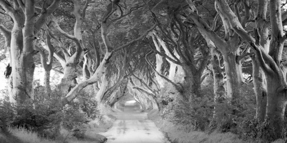 The Dark Hedges, Ireland (BW) art print by Pangea Images for $57.95 CAD