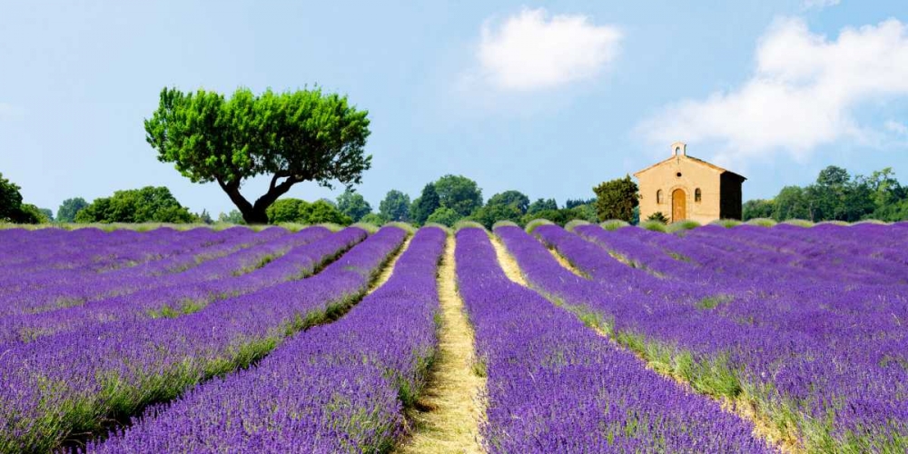 Lavender Fields, France  art print by Pangea Images for $57.95 CAD