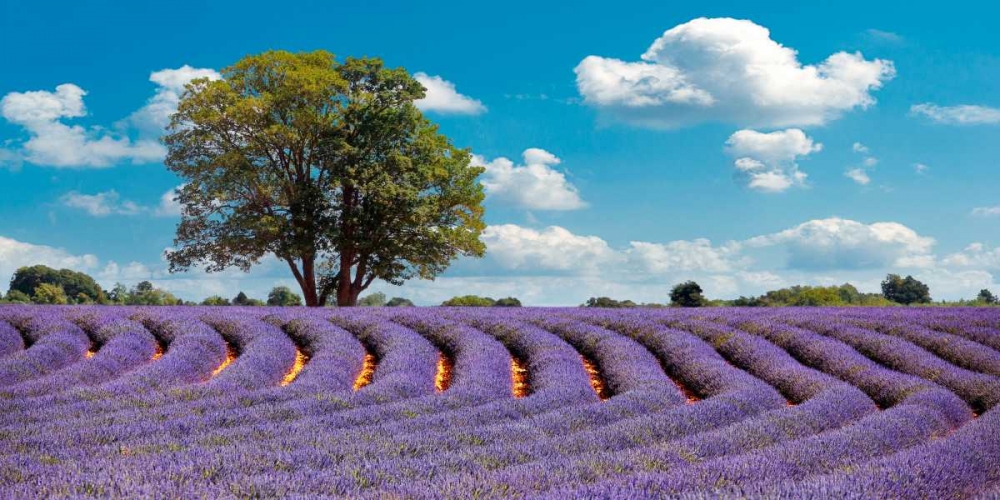 Lavender Field in Provence, France art print by Pangea Images for $57.95 CAD