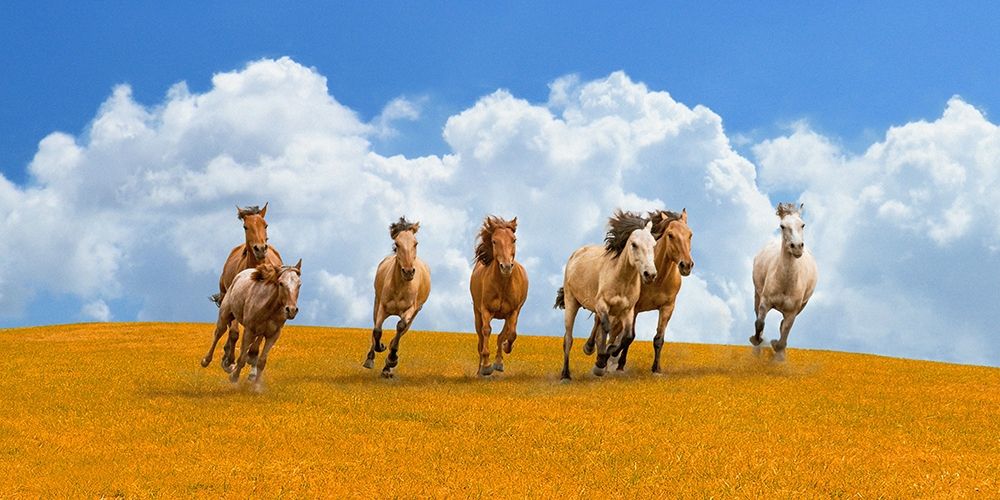 Herd of wild horses art print by Pangea Images  for $57.95 CAD