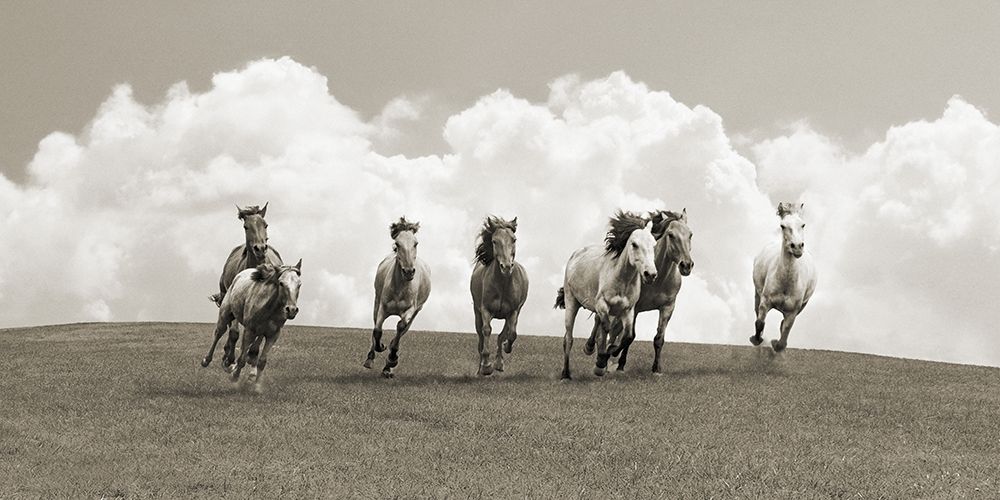 Herd of wild horses (BW) art print by Pangea Images  for $57.95 CAD