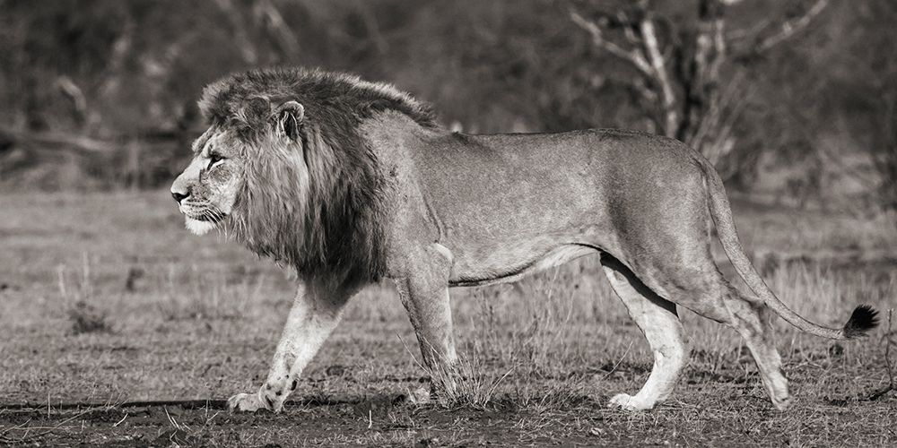 Lion walking in African Savannah art print by Pangea Images for $57.95 CAD