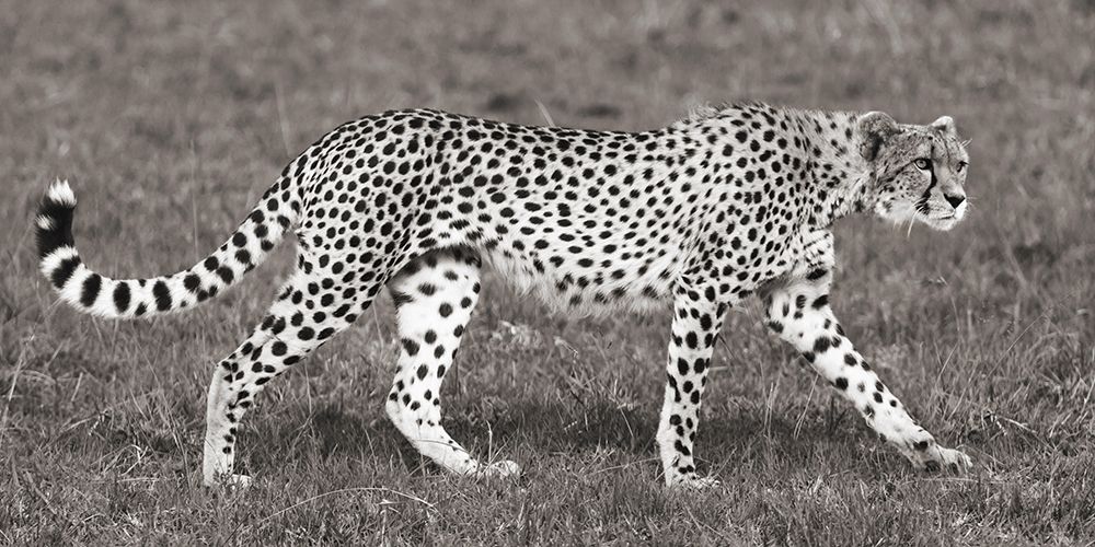 Cheetah Hunting, Masai Mara art print by Pangea Images for $57.95 CAD