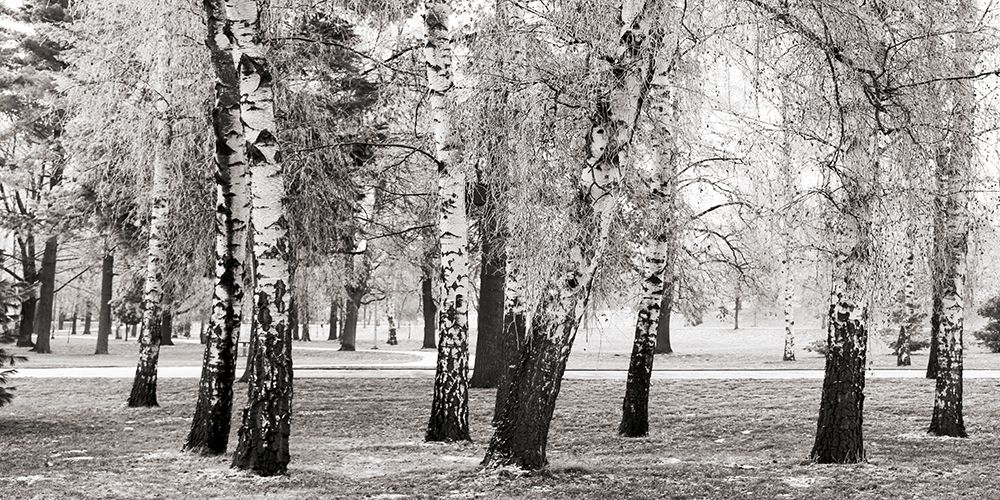 Birches in a Park art print by Pangea Images  for $57.95 CAD