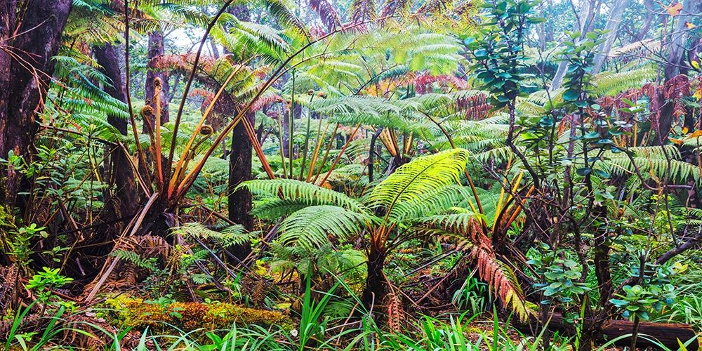 Palm and fern forest, Hawaii (detail) art print by Pangea Images for $57.95 CAD