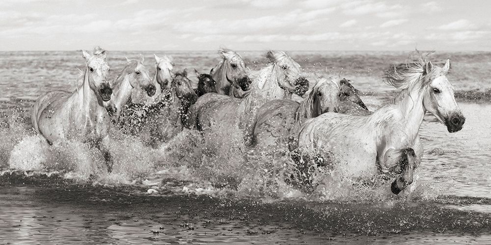 Herd of Horses- Camargue art print by Pangea Images for $57.95 CAD