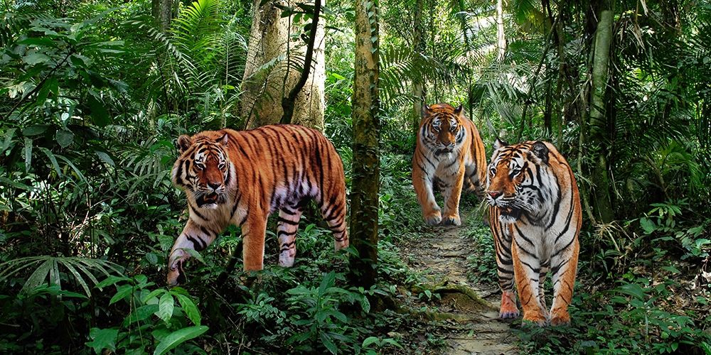Bengal Tigers (detail) art print by Pangea Images for $57.95 CAD