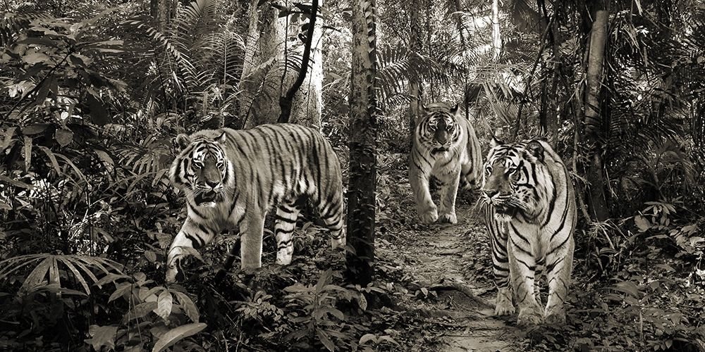 Bengal Tigers (detail- BW) art print by Pangea Images for $57.95 CAD