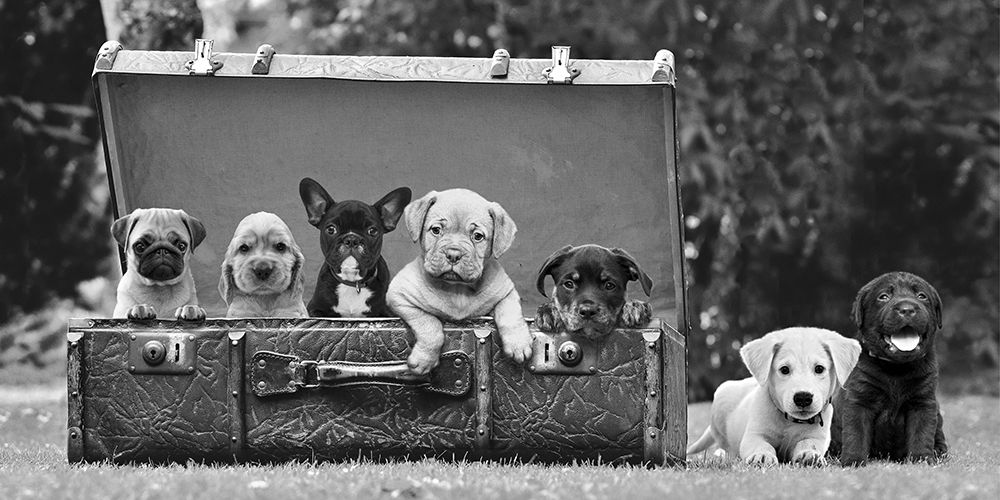 Dog Pups in a Suitcase art print by Pangea Images for $57.95 CAD