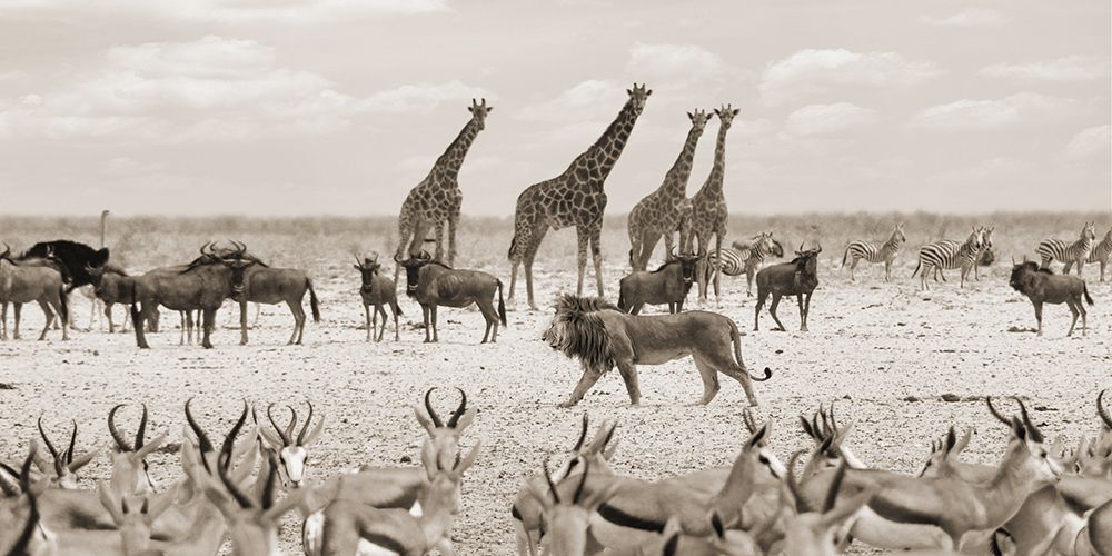 Sovereign passing by (Masai Mara-BW) art print by Pangea Images for $57.95 CAD