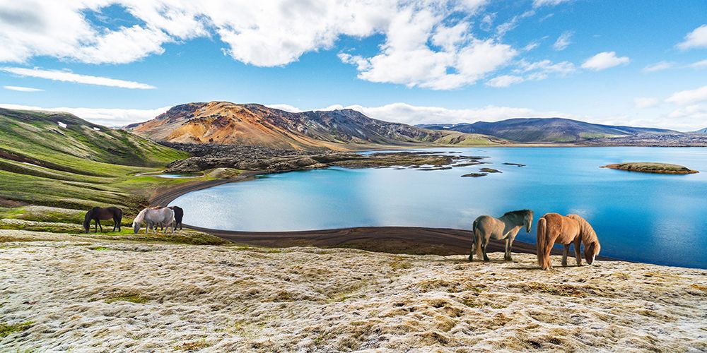 Wild Horses by a Lake - Iceland art print by Pangea Images for $57.95 CAD