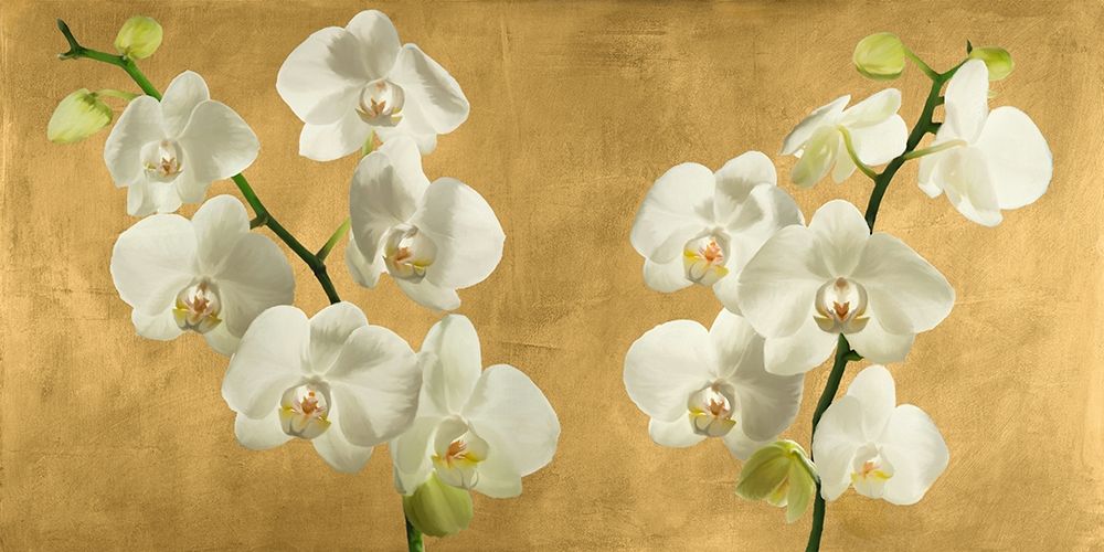 Orchids on a Golden Background art print by Andrea Antinori for $57.95 CAD