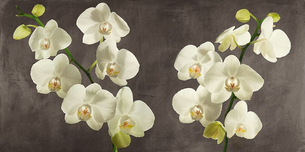 Orchids on Grey Background art print by Andrea Antinori for $57.95 CAD