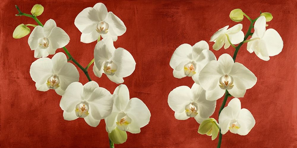Orchids on Red Background art print by Andrea Antinori for $57.95 CAD