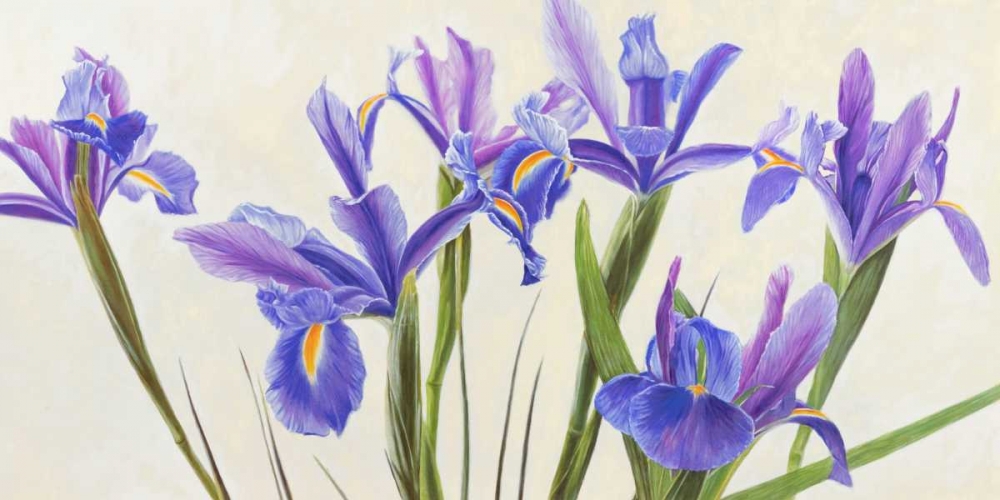 Iris art print by Elena Dolci for $57.95 CAD