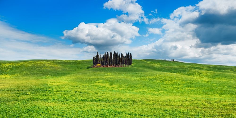 Cypresses- Val dOrcia- Tuscany (detail) art print by Frank Krahmer for $57.95 CAD