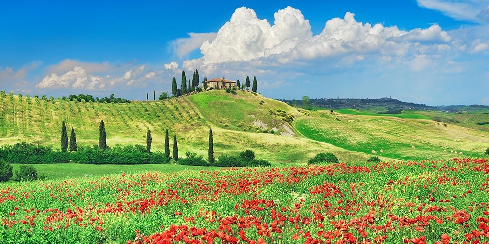 Farmhouse with Cypresses and Poppies- Val dOrcia- Tuscany  art print by Frank Krahmer for $57.95 CAD