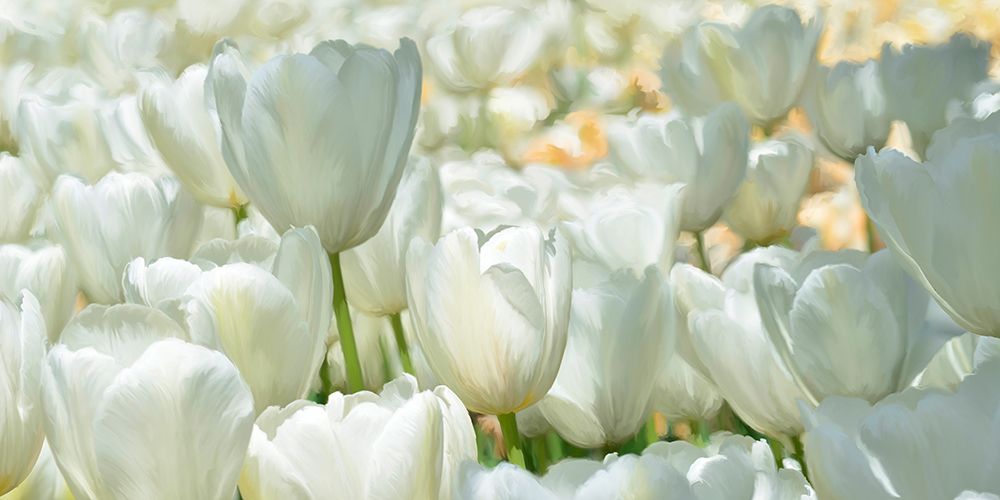 Field of White Tulips art print by Luca Villa for $57.95 CAD