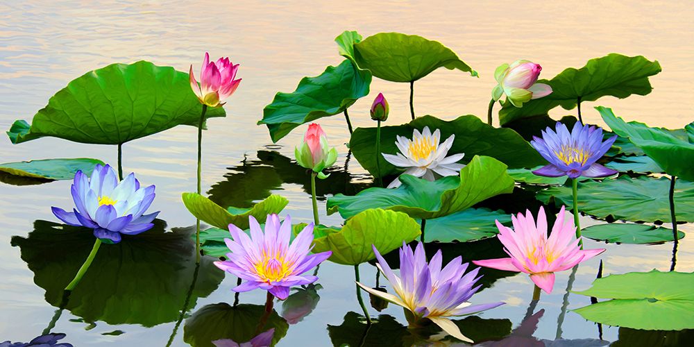 Flowered Pond art print by Teo Rizzardi for $57.95 CAD
