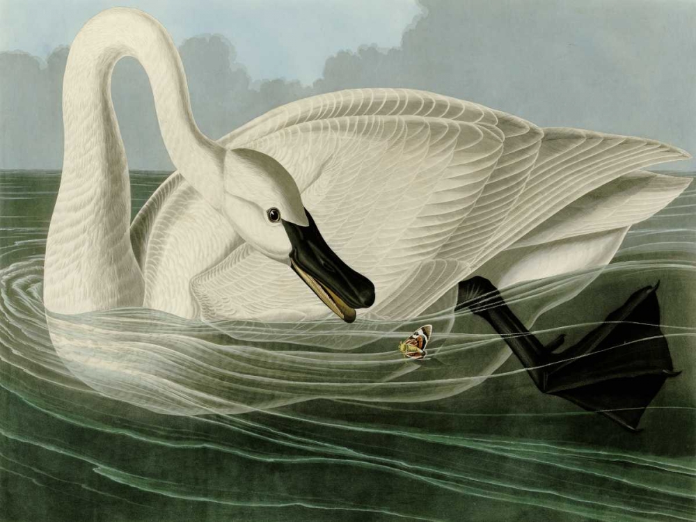Trumpeter Swan art print by John James Audubon for $57.95 CAD