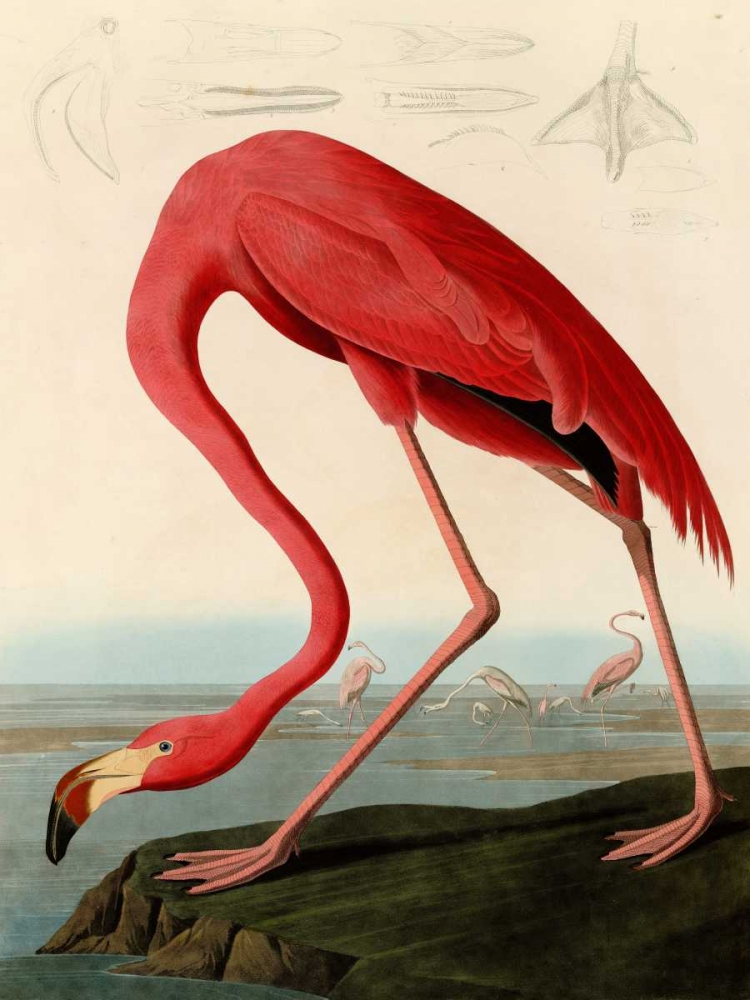 American Red Flamingo art print by John James Audubon for $57.95 CAD