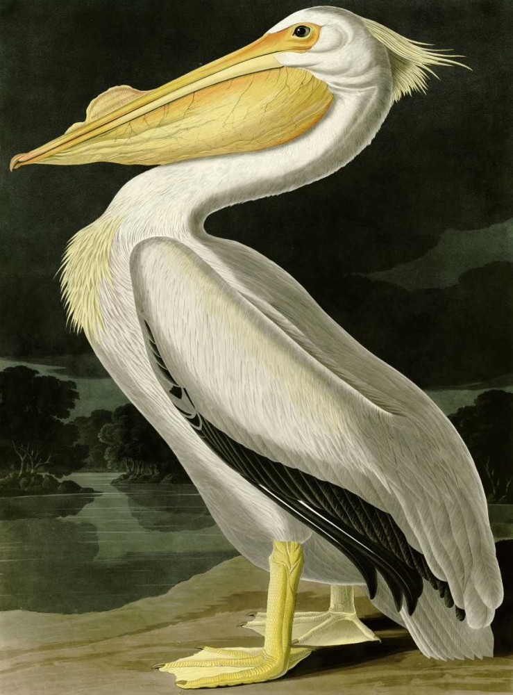 American White Pelican art print by John James Audubon for $57.95 CAD