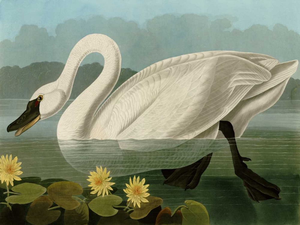 Common American Swan art print by John James Audubon for $57.95 CAD