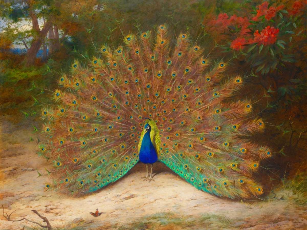 Peacock and Peacock Butterfly art print by Archibald Thorburn for $57.95 CAD