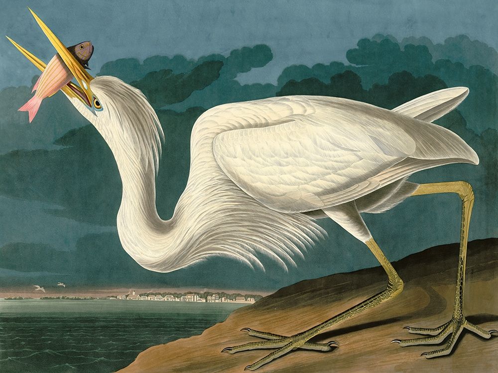 Great White Heron art print by John James Audubon for $57.95 CAD