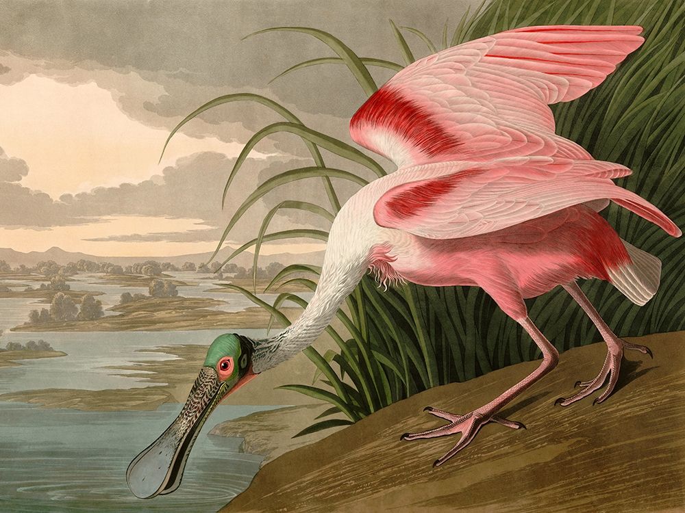 Roseate Spoonbill art print by John James Audubon for $57.95 CAD