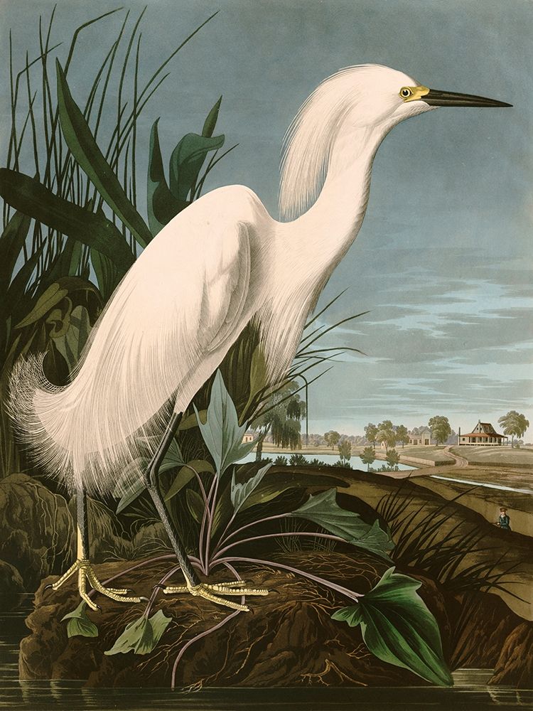 Snowy Heron or White Egret art print by John James Audubon for $57.95 CAD