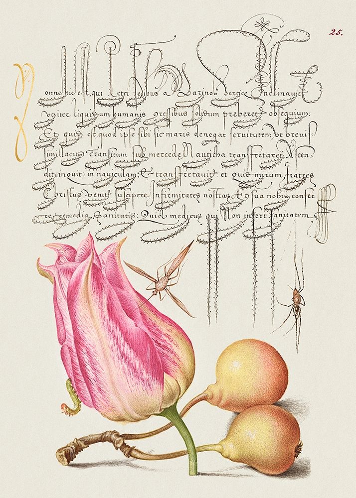 From the Model Book of Calligraphy-VII art print by Bocskay Hoefnagel for $57.95 CAD