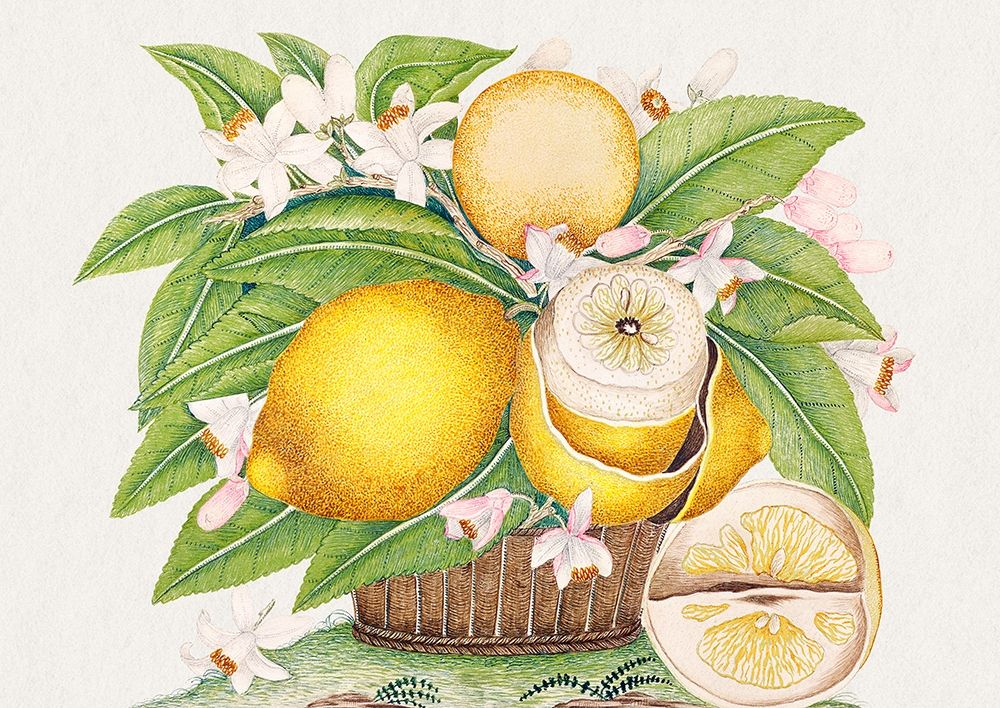Basket of lemons art print by Anonymous for $57.95 CAD