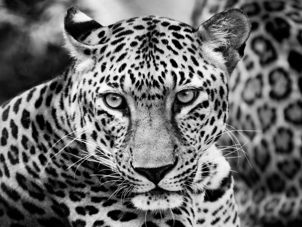 Young Leopard art print by Dimitri Ersler for $57.95 CAD