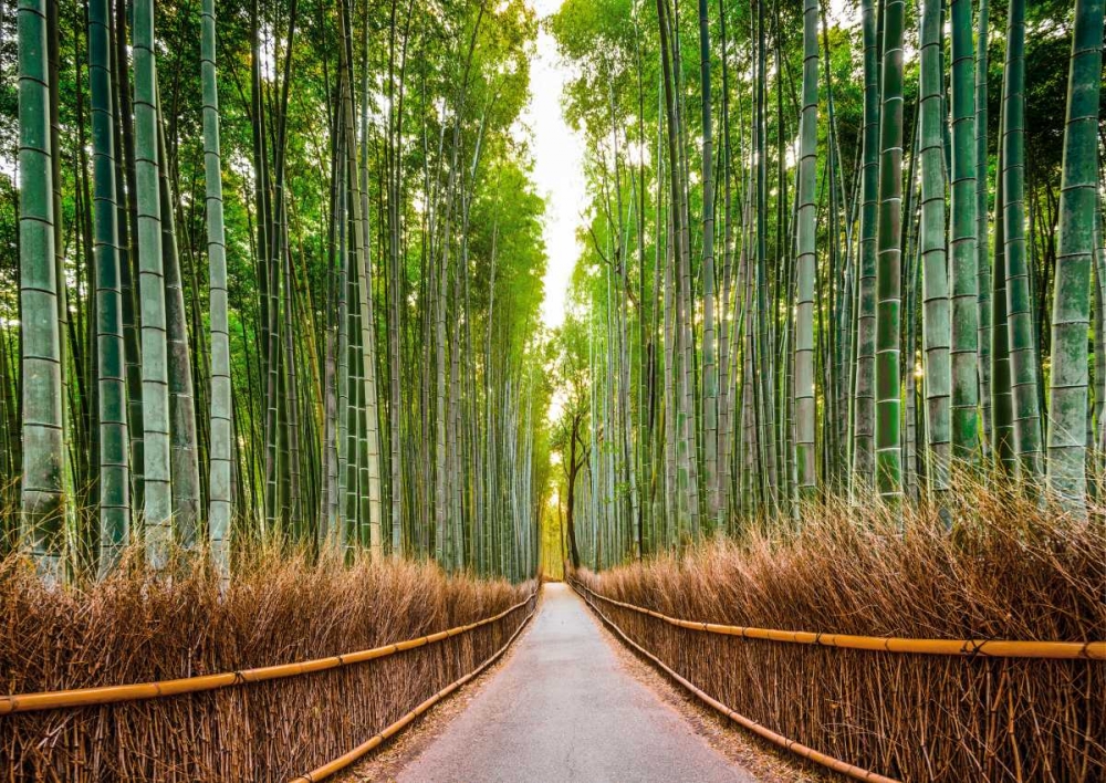 Bamboo Forest- Kyoto- Japan art print by Pangea Images for $57.95 CAD