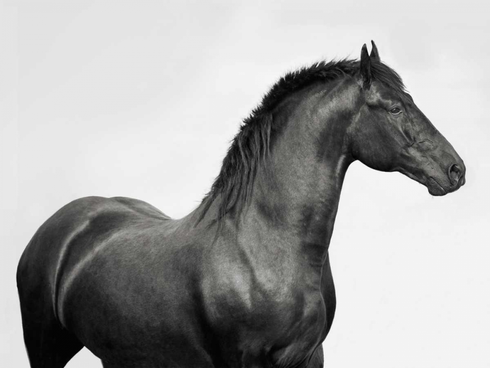 King Mamba- Stallion art print by Pangea Images for $57.95 CAD