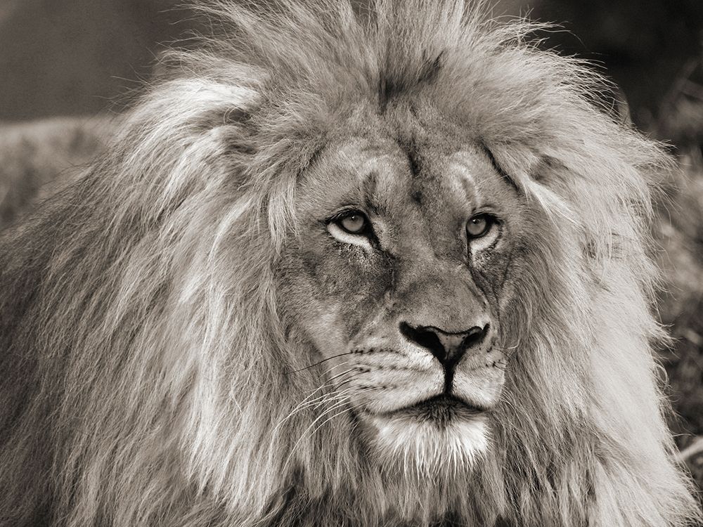 King of Africa art print by Pangea Images for $57.95 CAD