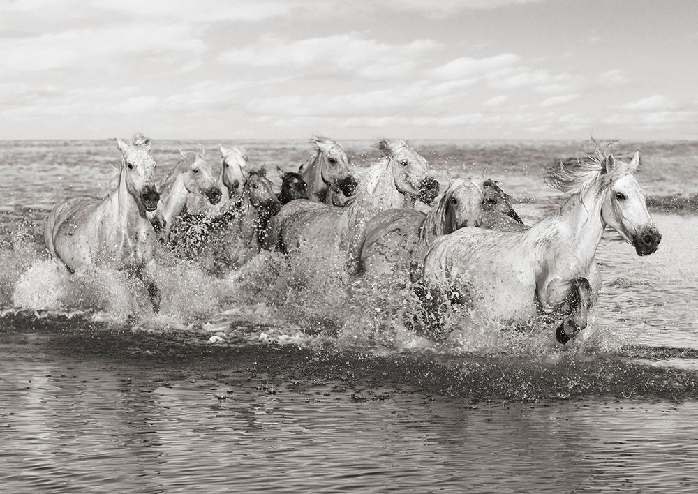 Herd of Horses- Camargue art print by Pangea Images for $57.95 CAD