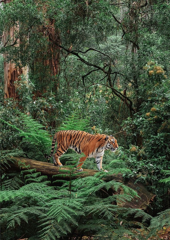 In the Jungle art print by Pangea Images for $57.95 CAD