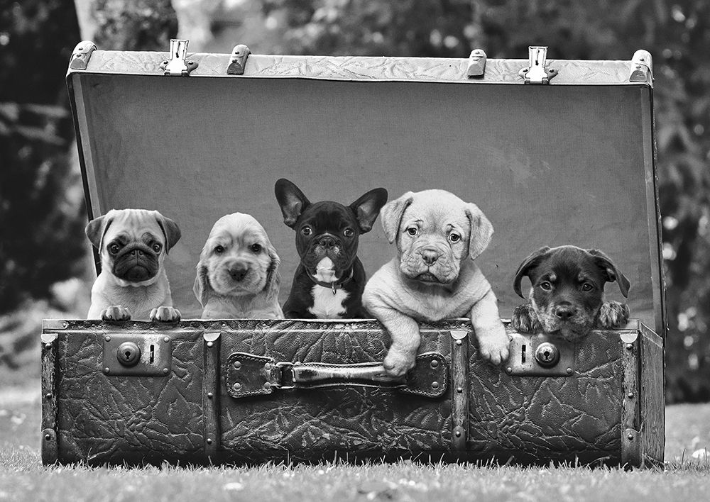 Dog Pups in a Suitcase (detail) art print by Pangea Images for $57.95 CAD
