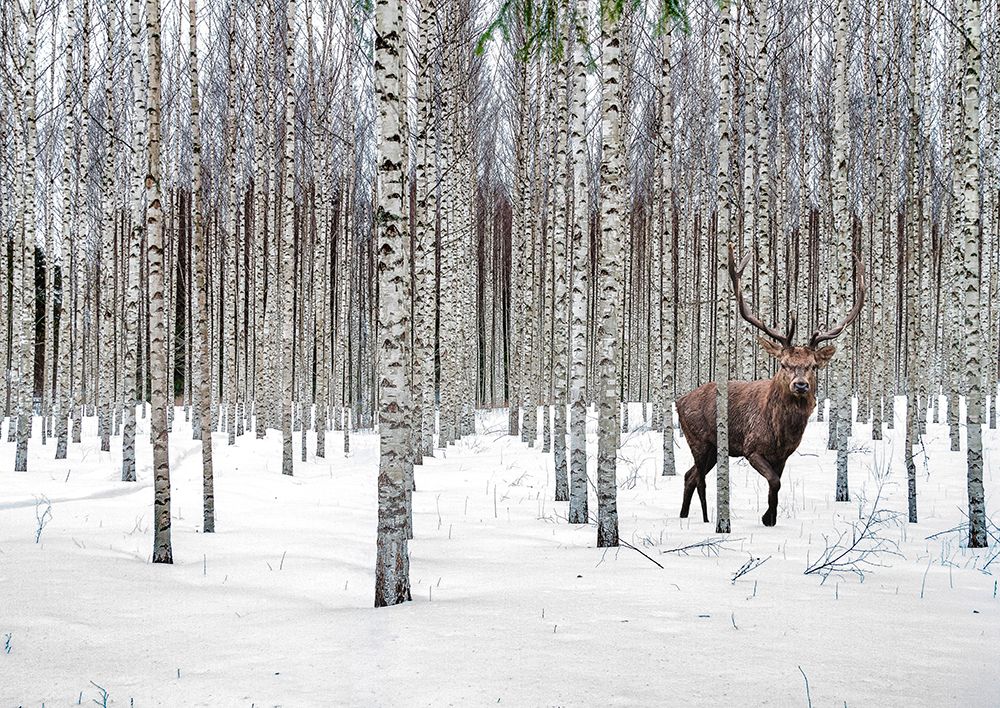 Stag in Birch Forest-Norway art print by Pangea Images for $57.95 CAD